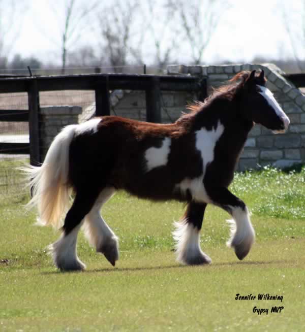 Gypsy Vanner Horse | Filly | Piebald | Princebella